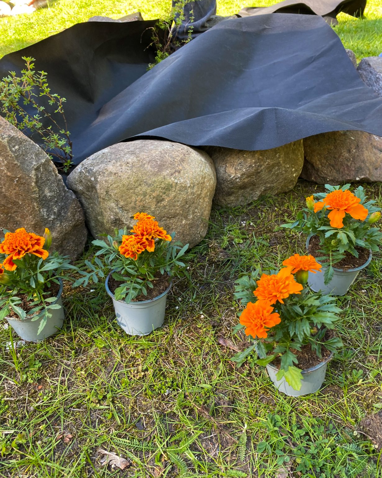 Students in Action: Planting for a Greener Future